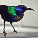 Splendid Sunbird