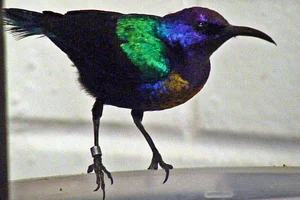 Roodbuikhoningzuiger