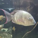 Pinstripe Damba