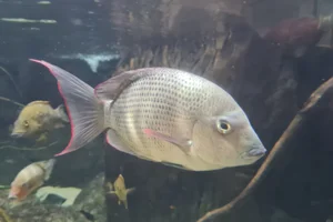 Pinstripe Damba