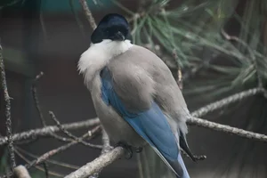 Blauwe Ekster