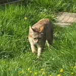 European Wildcat