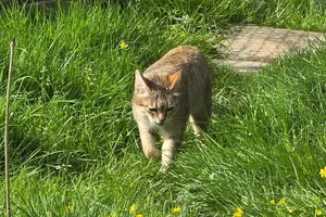 Afrikaanse wilde kat