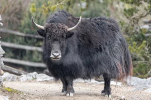 wild yak