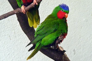 Blauwkaplori