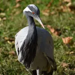 Demoiselle Crane