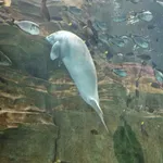 Dugong
