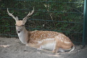 Damhert