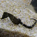 Japanese Seahorse
