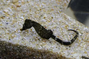 Japanese Seahorse