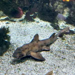Horn Shark