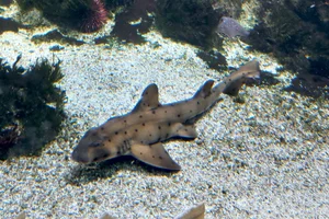 Californische stierkophaai