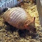 Screaming Hairy Armadillo