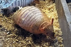 Boliviaans behaard gordeldier