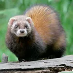 Polecat