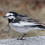 Black-backed Wagtail
