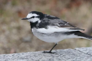 Witte Kwikstaart