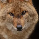 Golden Jackal