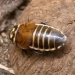 Lucihormetica verrucosa (Brunner von Wattenwyl, 1865)