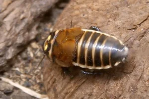 Lucihormetica verrucosa