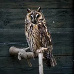 Long-eared Owl