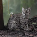 Geoffroy's Cat