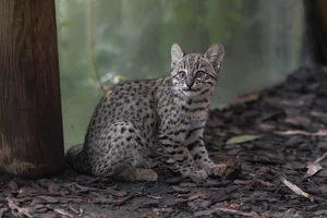 Geoffroy's kat