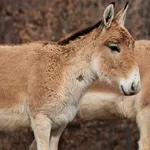 Onager