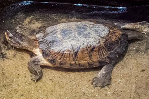 Eastern Black-bridged Leaf Turtle