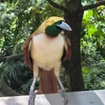 Raggiana Bird-of-paradise