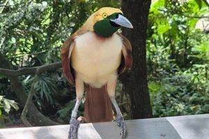 Raggi's Paradijsvogel