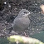 Lesser Whitethroat (curruca/blythi)
