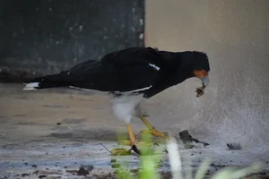 Bergcaracara