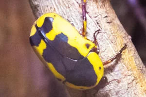 Pachnoda fissipuncta
