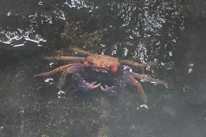Geosesarma tiomanicum