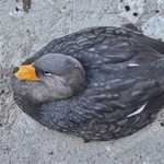 Magellanic Steamerduck