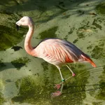 Chilean Flamingo
