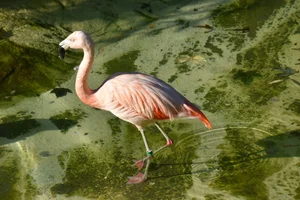 Chileense flamingo