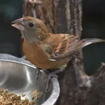 Blue Grosbeak