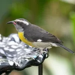 Bananaquit