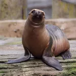 South American Sea Lion