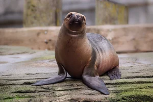 South American Sea Lion