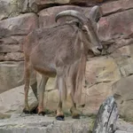 Aoudad