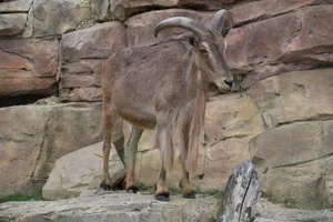 Manenschaap