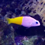 Royal Dottyback