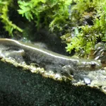 Yamato Salamander