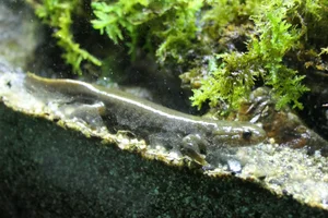 Yamato Salamander
