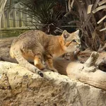 Sand Cat