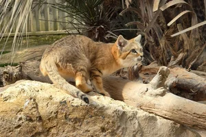 Woestijnkat