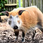 Red River Hog